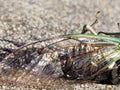 Shining Cicada Wing