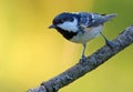 Shining Coal Tit periparus ater perched on simple little twig in colorful forest