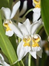 Shining Coelogyne Orchid