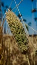 Shining crops of wheat in winter sunlight