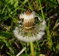 Shining dandelion Royalty Free Stock Photo