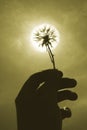 Shining Dandelion, duotone Royalty Free Stock Photo