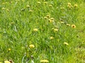 Shining dandelion on green meadow Royalty Free Stock Photo