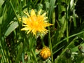 Shining dandelion on green meadow Royalty Free Stock Photo