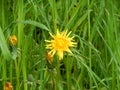 Shining dandelion on green meadow Royalty Free Stock Photo