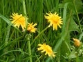 Shining dandelion on green meadow Royalty Free Stock Photo