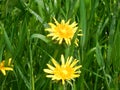 Shining dandelion on green meadow Royalty Free Stock Photo