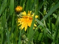 Shining dandelion on green meadow Royalty Free Stock Photo