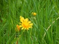 Shining dandelion on green meadow Royalty Free Stock Photo