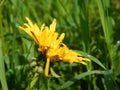 Shining dandelion on green meadow Royalty Free Stock Photo