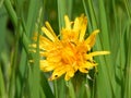 Shining dandelion on green meadow Royalty Free Stock Photo