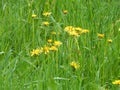 Shining dandelion on green meadow Royalty Free Stock Photo