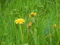 Shining dandelion on green meadow Royalty Free Stock Photo