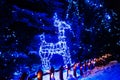 Shining deer of blue ligts. Royalty Free Stock Photo