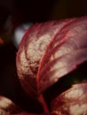 Shining fall leaf in close-up