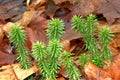 Shining Fir Clubmoss, perennial evergreen on forest floor