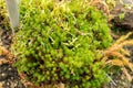 Shining firmoss or Huperzia Lucidula plant in Saint Gallen in Switzerland Royalty Free Stock Photo