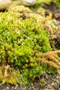 Shining firmoss or Huperzia Lucidula plant in Saint Gallen in Switzerland Royalty Free Stock Photo