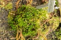 Shining firmoss or Huperzia Lucidula plant in Saint Gallen in Switzerland Royalty Free Stock Photo