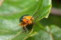 Shining Flea Beetle - Asphaera lustrans on passionfruit leaf Royalty Free Stock Photo