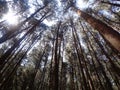 Shining forest in Kerala