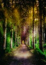 Shining forest path