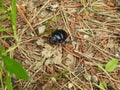 Shining glow-worm bug on ground, Lithuania Royalty Free Stock Photo