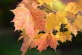 Shining golden leaves of the maple tree in autumn, against a dark background, on a branch Royalty Free Stock Photo