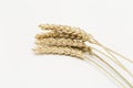 Shining golden painted wheat ears close up. Pastel color background with ripening ears pf cereal plant. Royalty Free Stock Photo