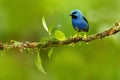 Shining Honeycreeper, Cyanerpes lucidus, exotic tropic blue tanager with yellow leg, Costa Rica. Blue songbird in the nature habit