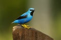Shining Honeycreeper - Cyanerpes lucidus small bird in the tanager family. In the tropical New World in Central America from