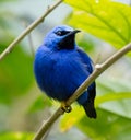 Shining Honeycreeper