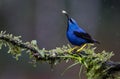 A shining honeycreeper under the rain