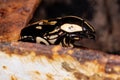 Shining Leaf Chafer Beetle