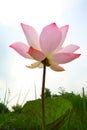 Shining of Lotus