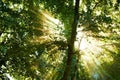 Shining on my face...Low angle shot of the sun shining through leafy treetops. Royalty Free Stock Photo