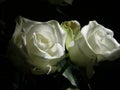 A Shining Pair of White Roses