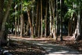 A Shining Path Through The Forest