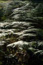 Shining, reflecting fern in the forest in back light Royalty Free Stock Photo