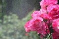 Shining rose bush in sparkling spray of water on a hot sultry summer day Royalty Free Stock Photo