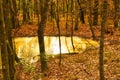 Shining secluded liquid gold pond deep within forest at dusk Royalty Free Stock Photo