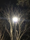 Eerie Street Lamp Amid Bare Tree Branches