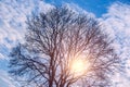 Shining sun through the tree crone. Royalty Free Stock Photo