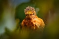 Shining sunbeam, Aglaeactis cupripennis, hummingbird family Trochilidae, Bird from Colombia, Ecuador, and Peru. Detail head Royalty Free Stock Photo