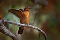 Shining sunbeam, Aglaeactis cupripennis, hummingbird family Trochilidae, Bird from Colombia, Ecuador, and Peru. Open wings with Royalty Free Stock Photo