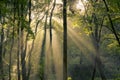 Shining through trees Royalty Free Stock Photo