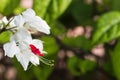 Shining water drops on Bleeding Heart Vine blooming Royalty Free Stock Photo