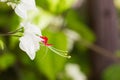 Shining water drops on Bleeding Heart Vine blooming Royalty Free Stock Photo