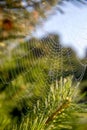 Dew drops on spider web in forest Royalty Free Stock Photo