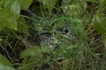 Shining water drops on spiderweb Royalty Free Stock Photo